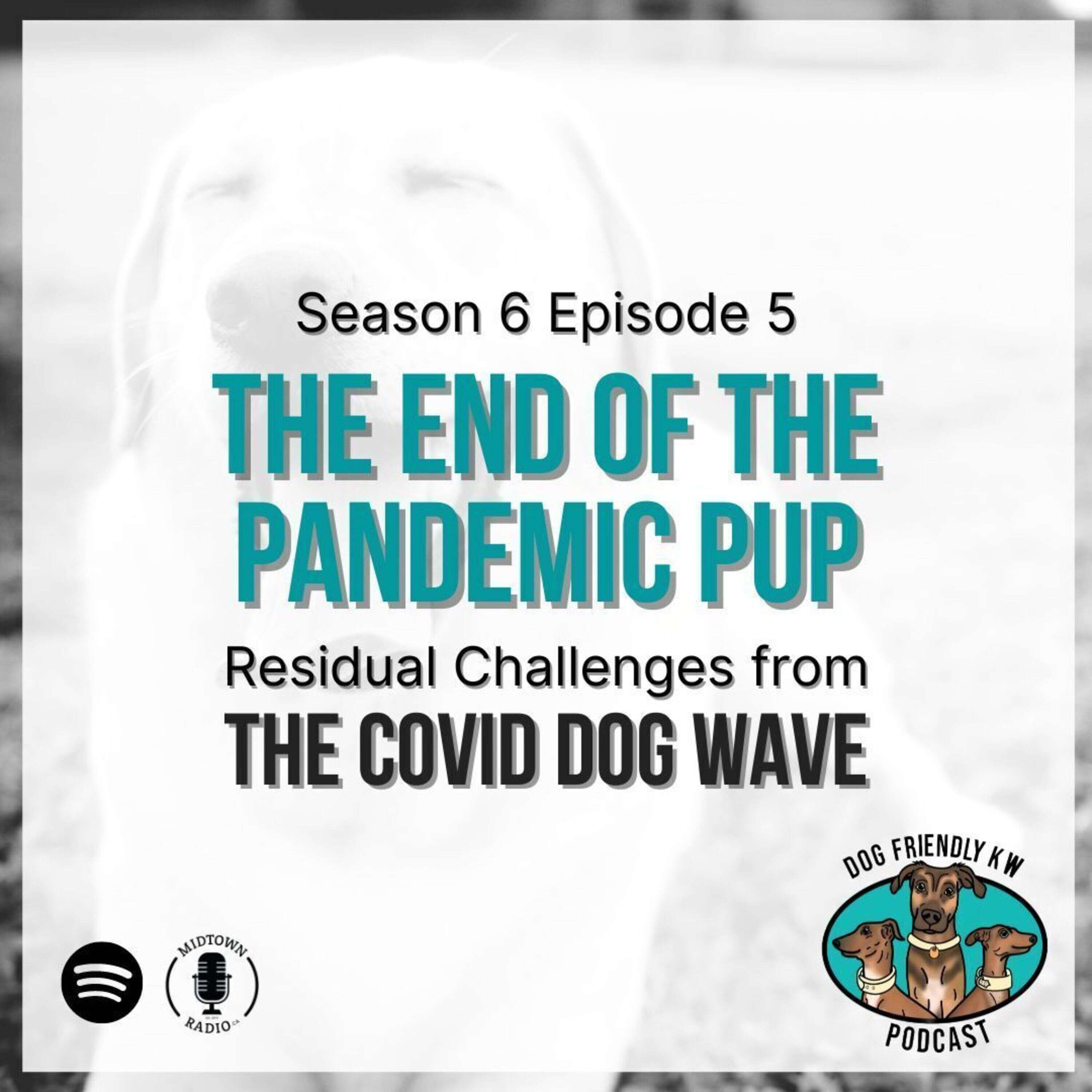 Post Pandemic Pups: Dog rescues and humane societies are STILL STRUGGLING from the COVID adoption wave