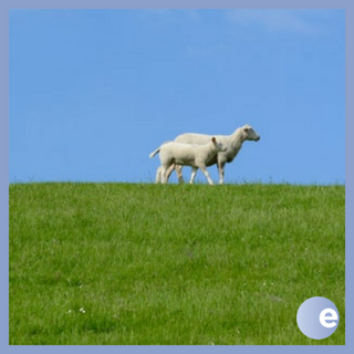 Lying Down In Green Pastures