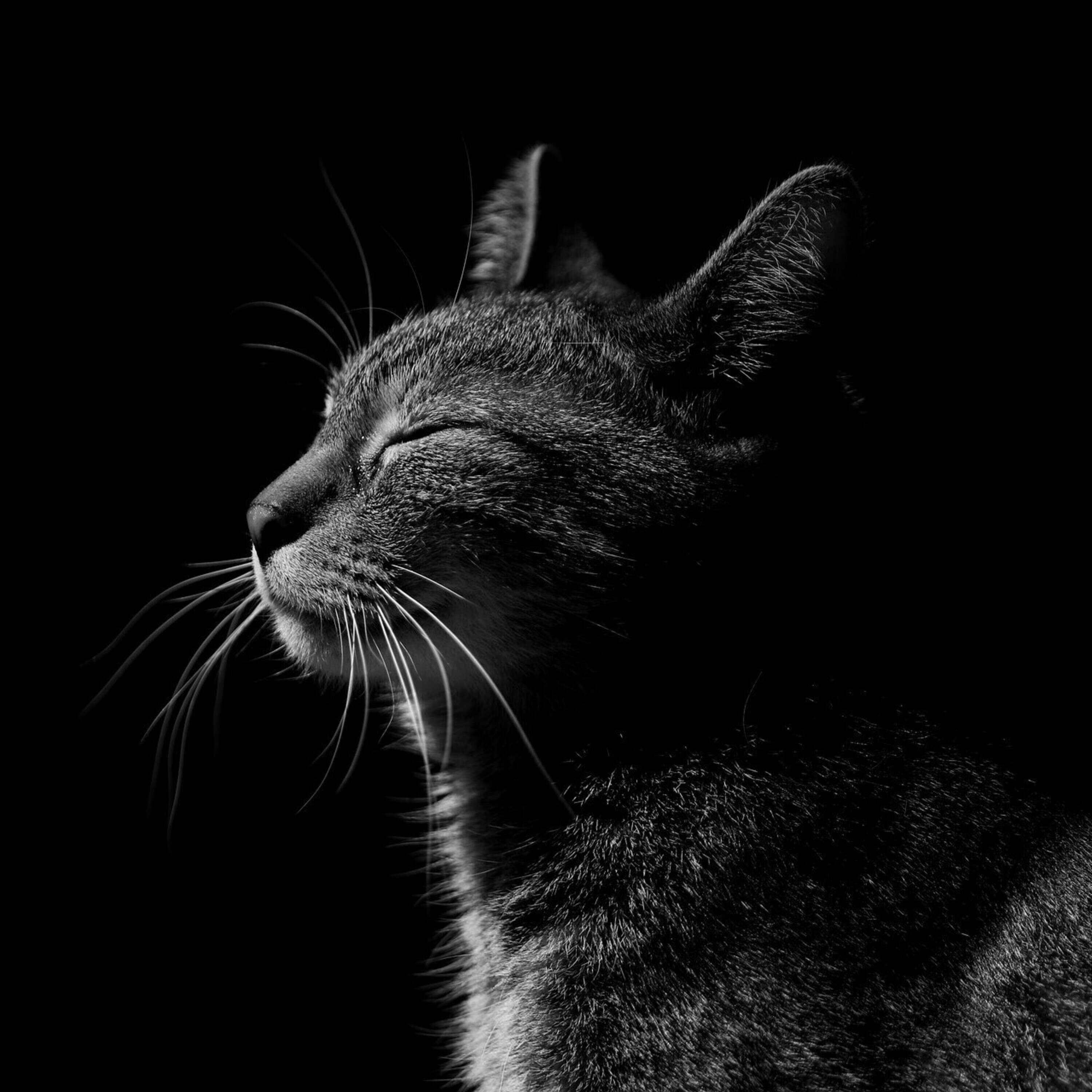 Cosmic Cat Purr Fest Meditation