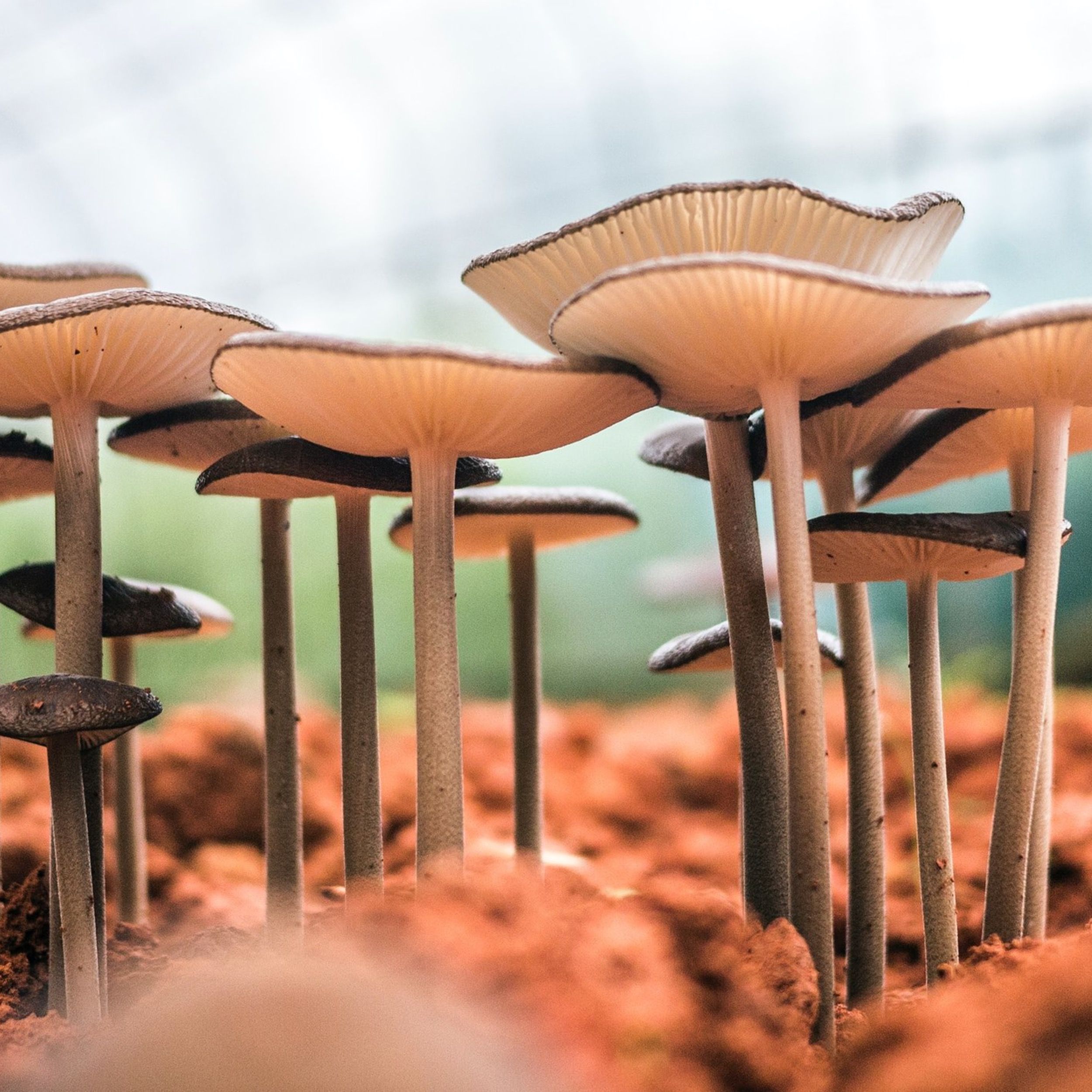 Psychedelic Mushrooms Ease Severe Depression