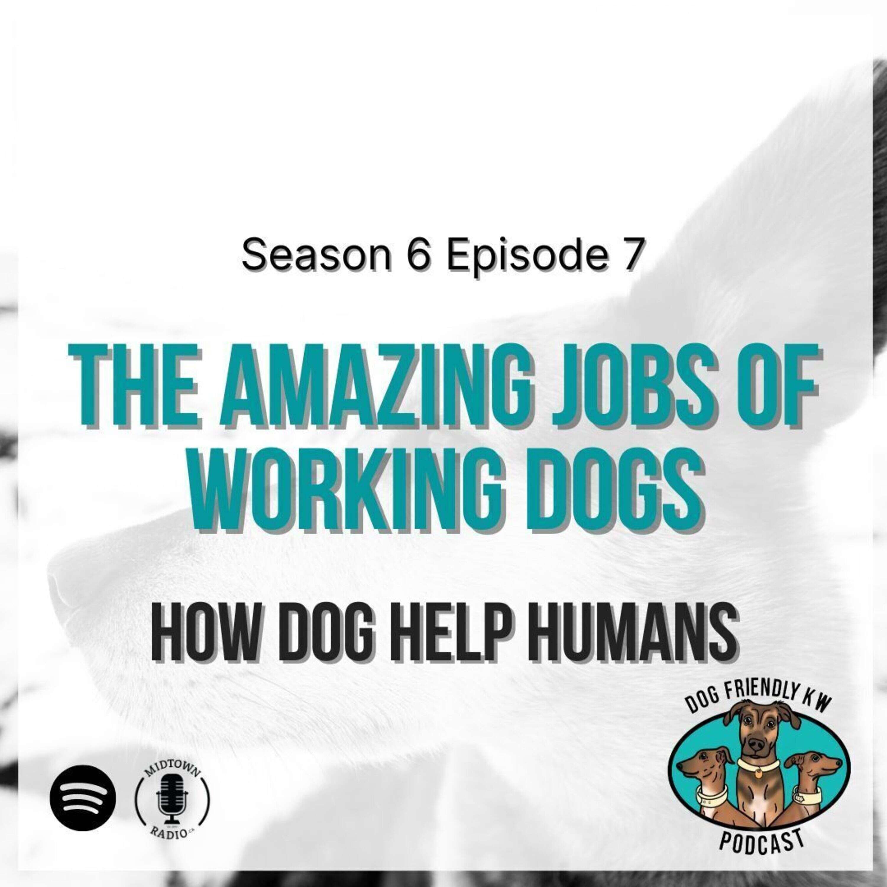 Full Episode: The AMAZING JOBS of working dogs