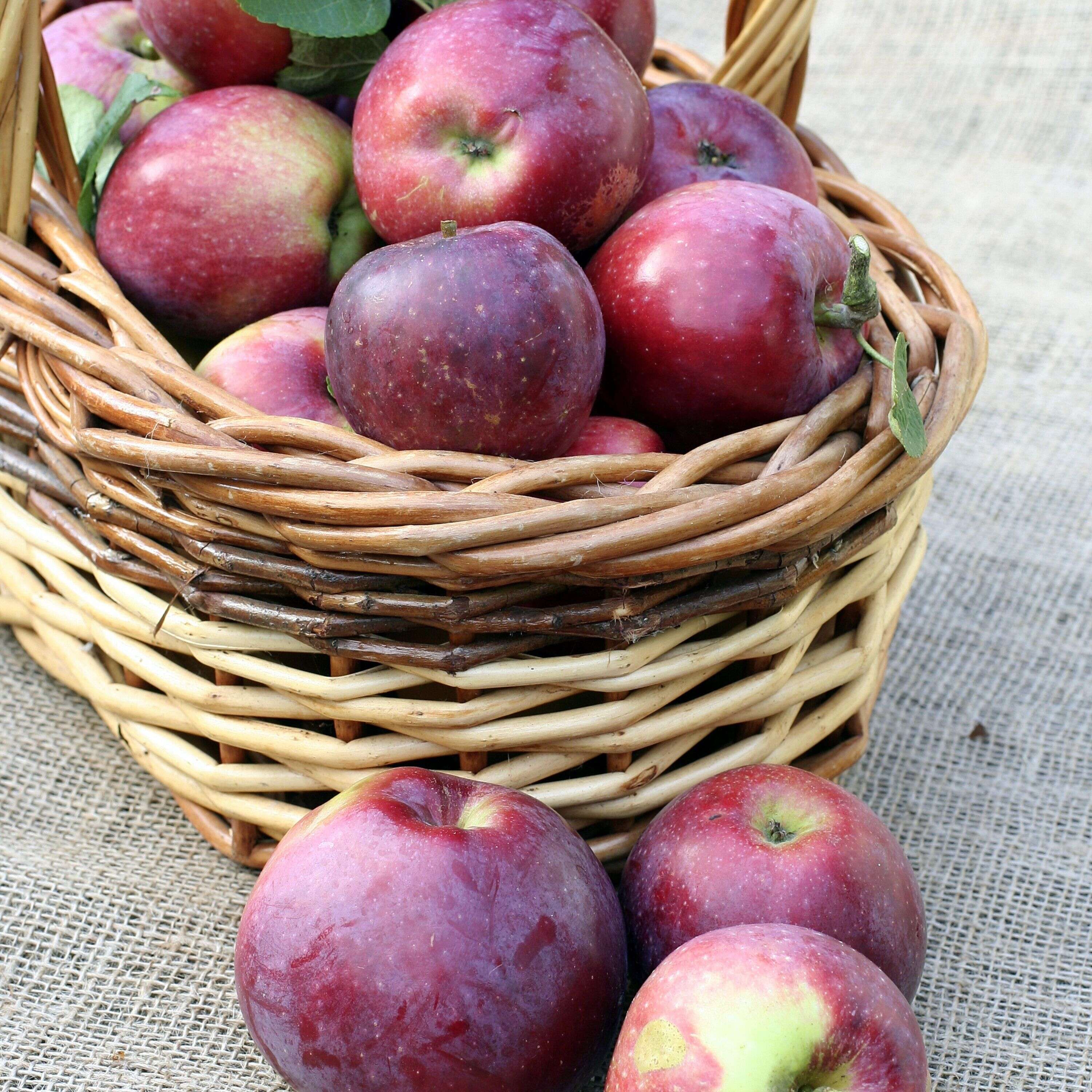 Growing Hardy Apple Trees