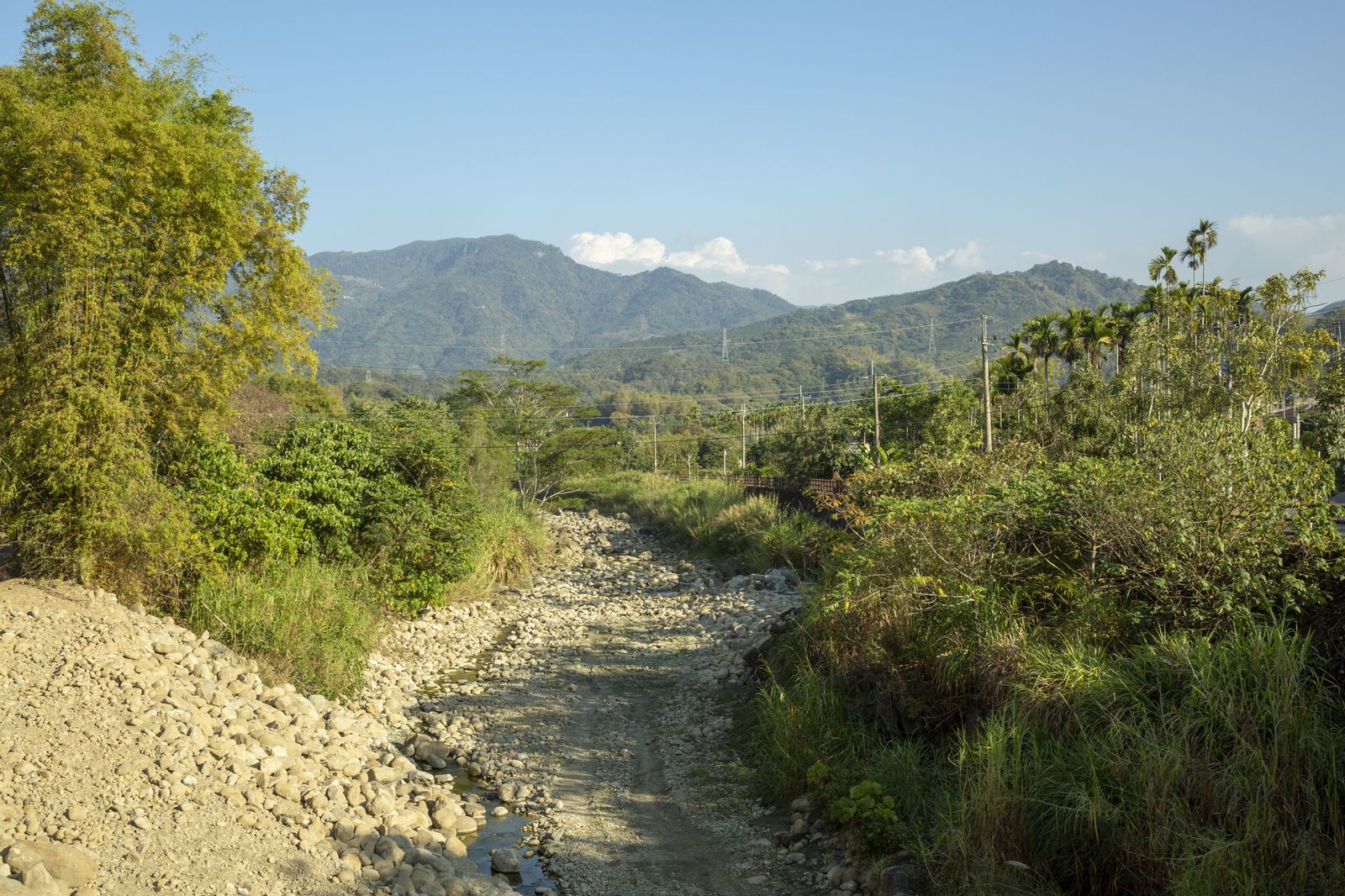 Wildlife at dawn, Nantou mountains