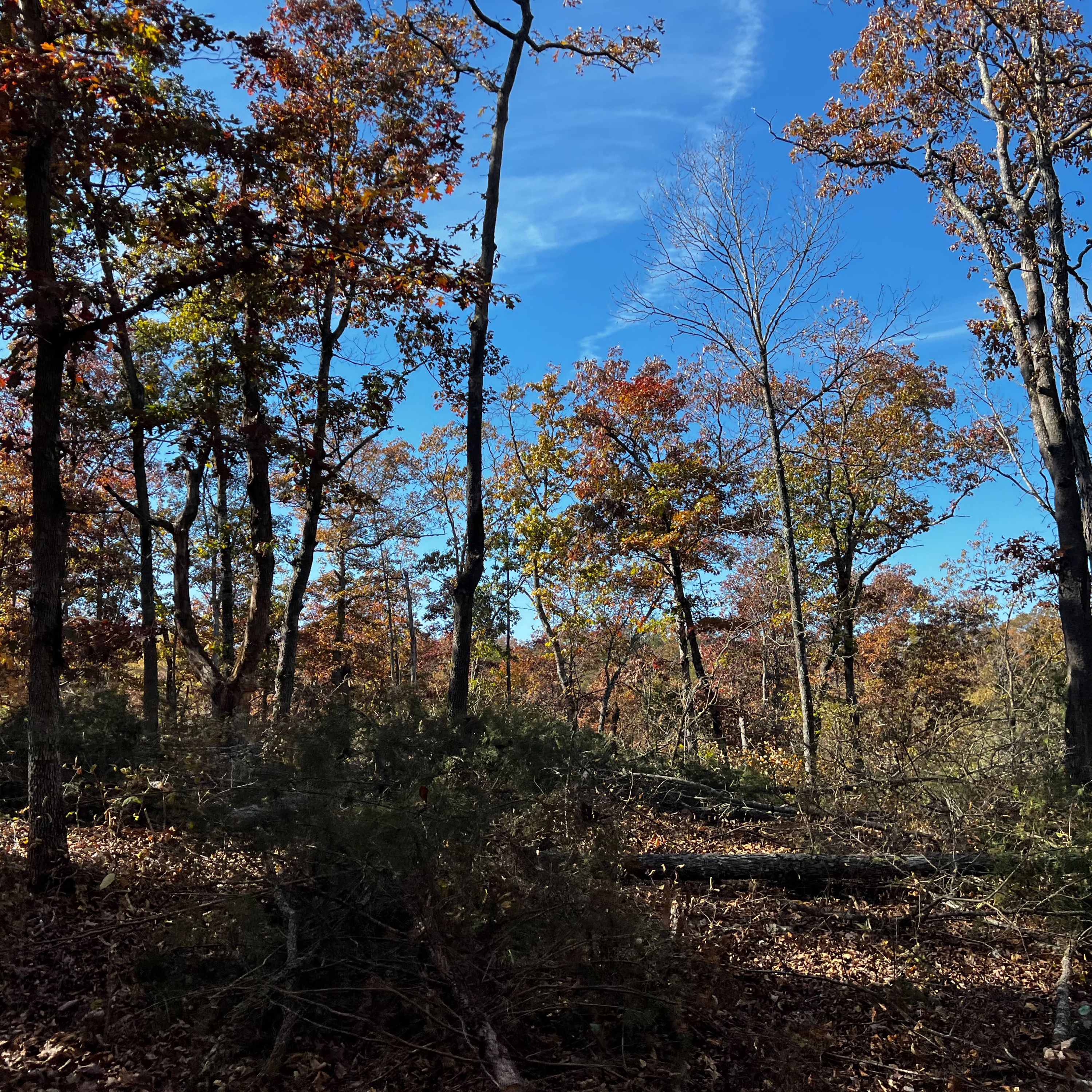 Forest Management for Wildlife and Ecosystem Function