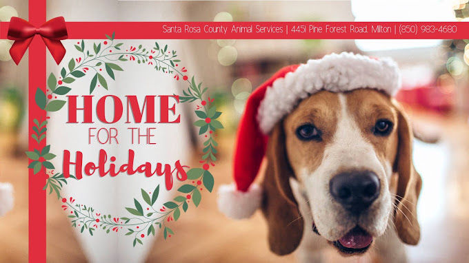 11/18/22 – Frisky Friday – Santa Rosa County Animal Services