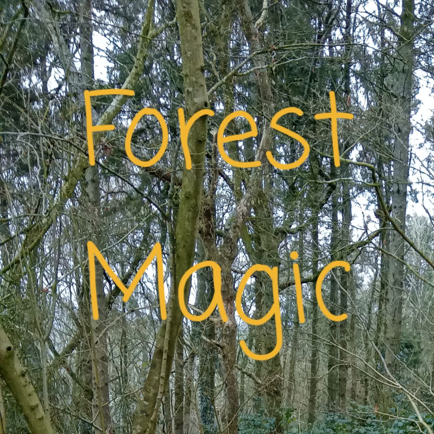 Forest Magic Ep16 The Bees Arrive