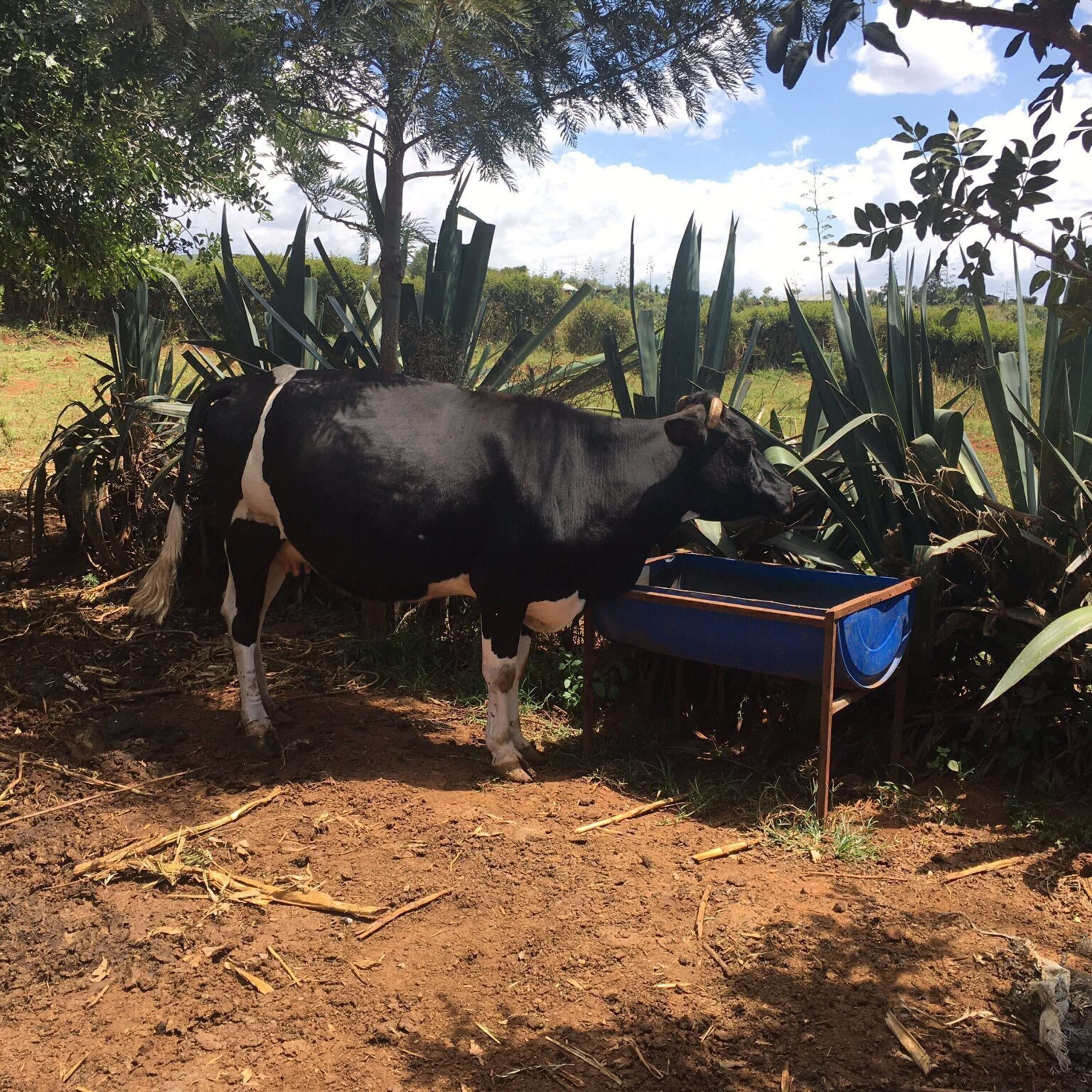 The Dairy Farming Experience in Kenya