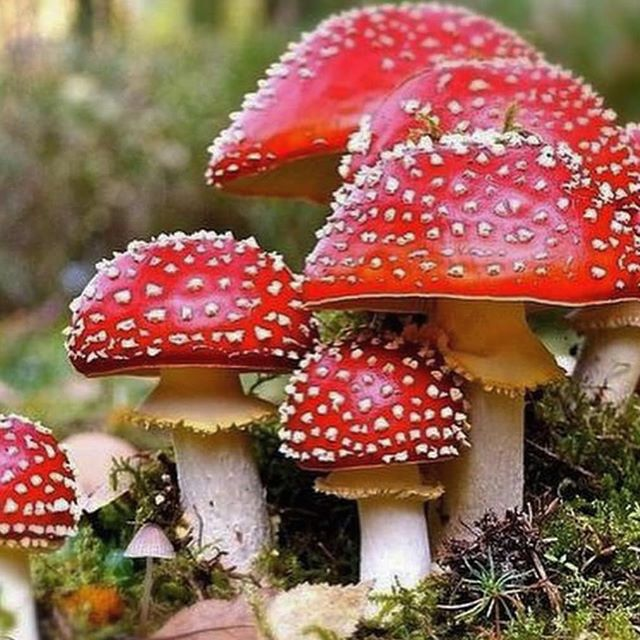 Csonkamagyarorsz&aacute;g: F&aacute;t&oacute;l az erdőt | Fav&aacute;g&aacute;s a t&eacute;lre, beker&iacute;tett vadaskertek, a gombaszed&eacute;s &eacute;s &aacute;rnyoldalai...