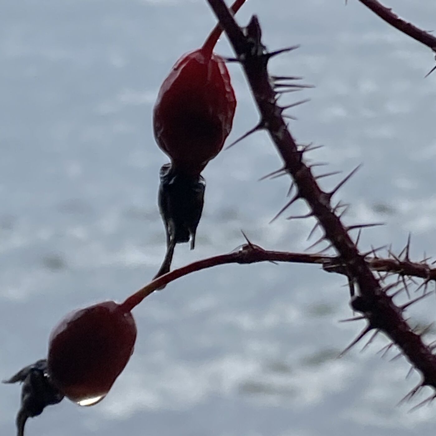 Hide & Seek with Rose