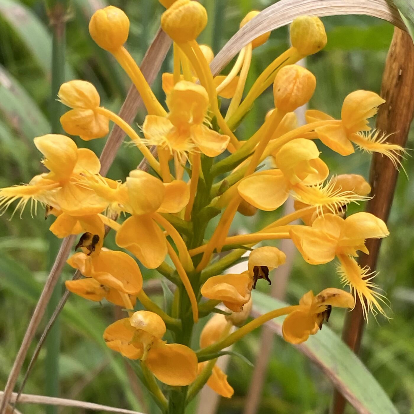 ⁣Episode 29: Orchid Genus Platanthera and the Species and Lobelia Species in New England