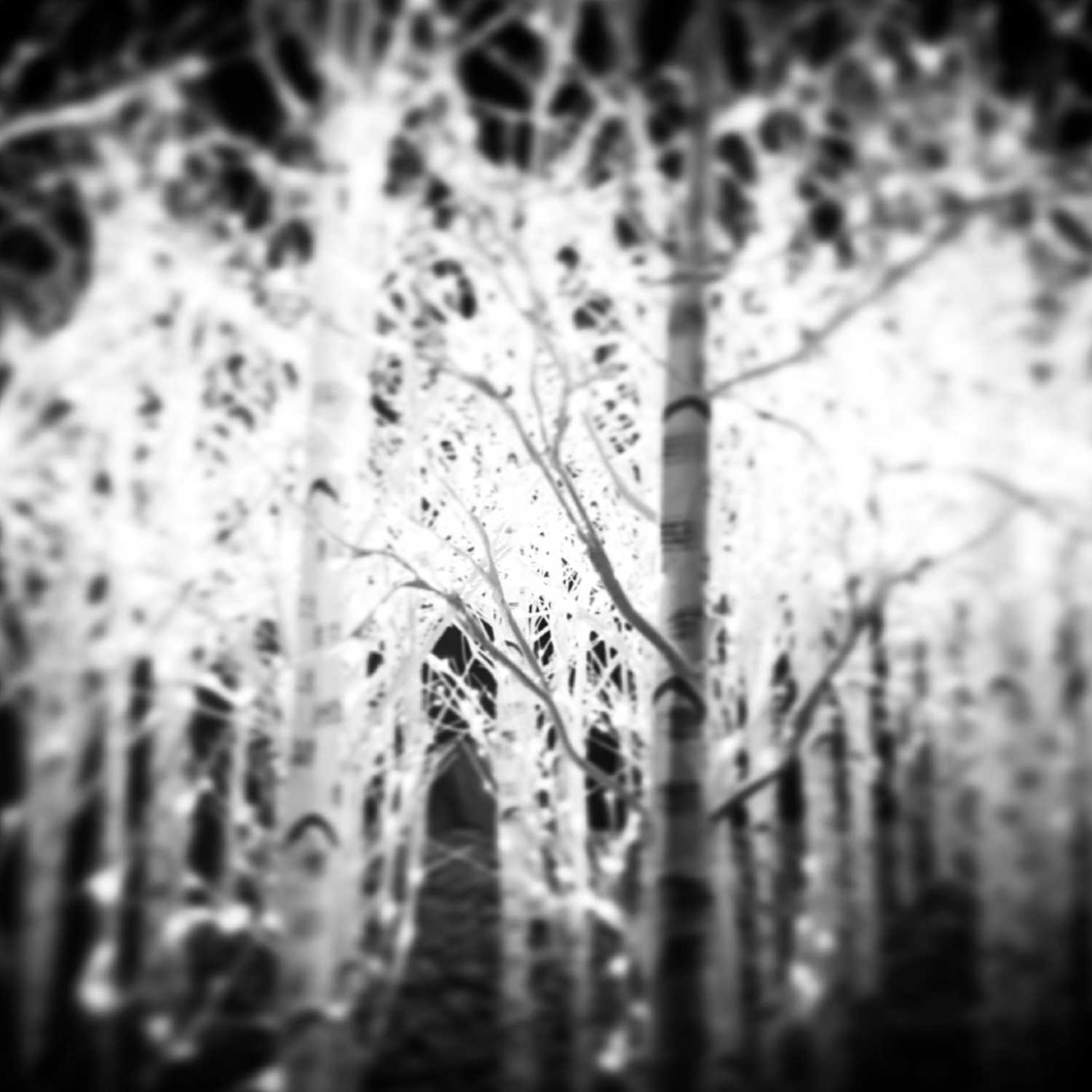 Wind in the White Meadows