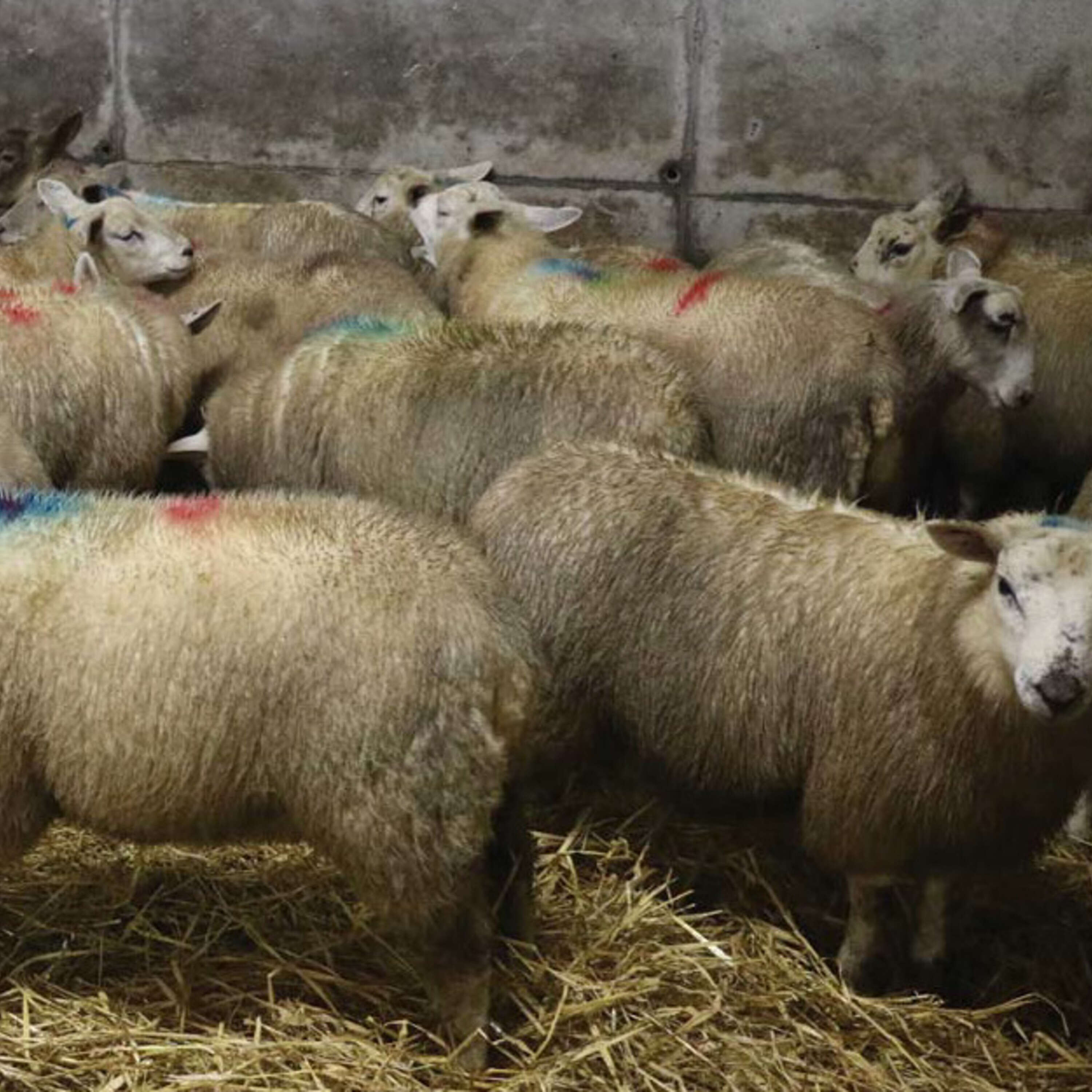 Finishing lambs: the impact of diet & management