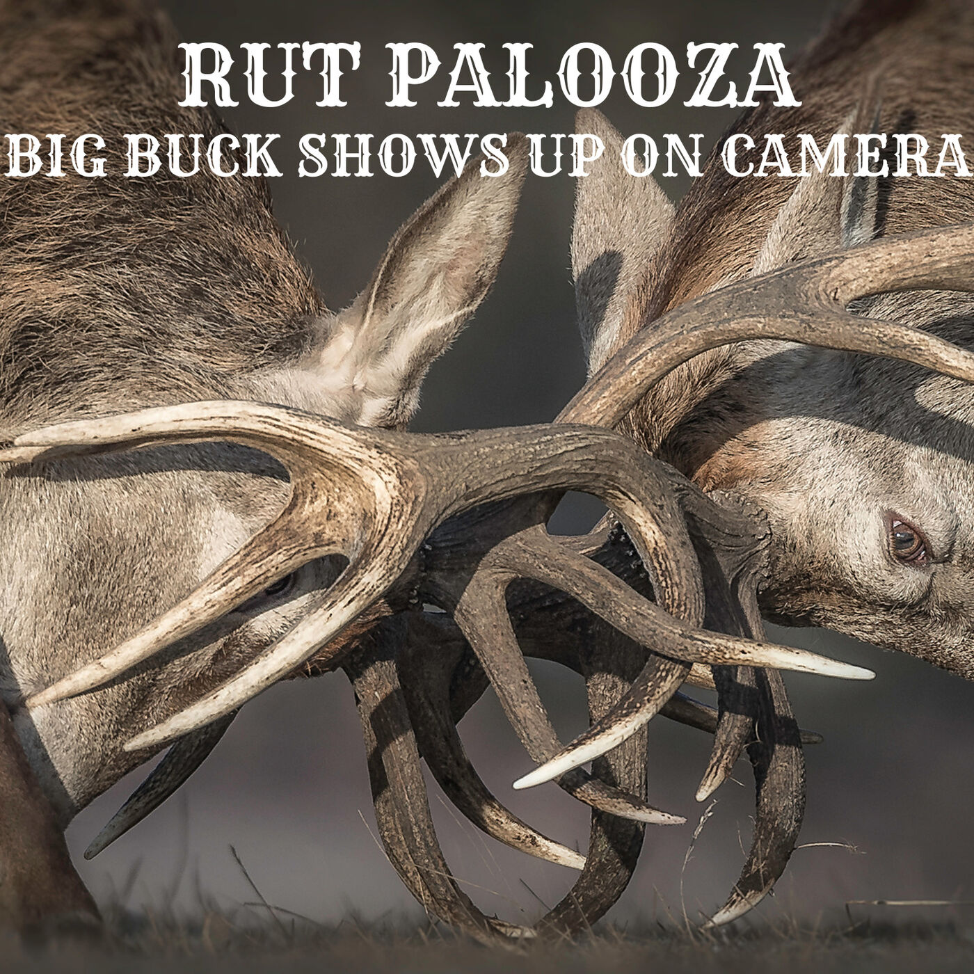 RUT PALOOZA - BIG BUCK SHOWS UP ON CAMERA