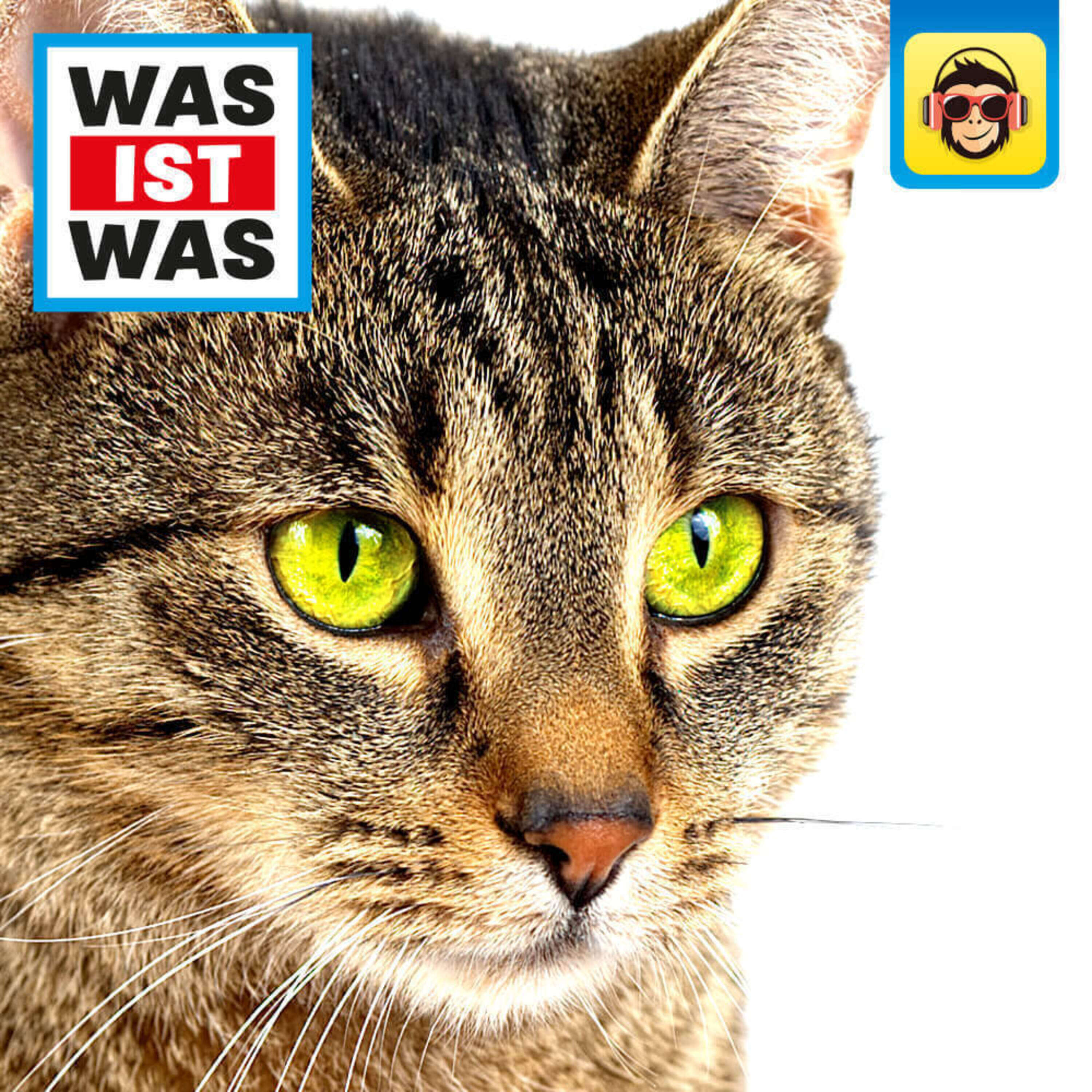 Katzen &ndash; flinke J&auml;ger auf Samtpfoten