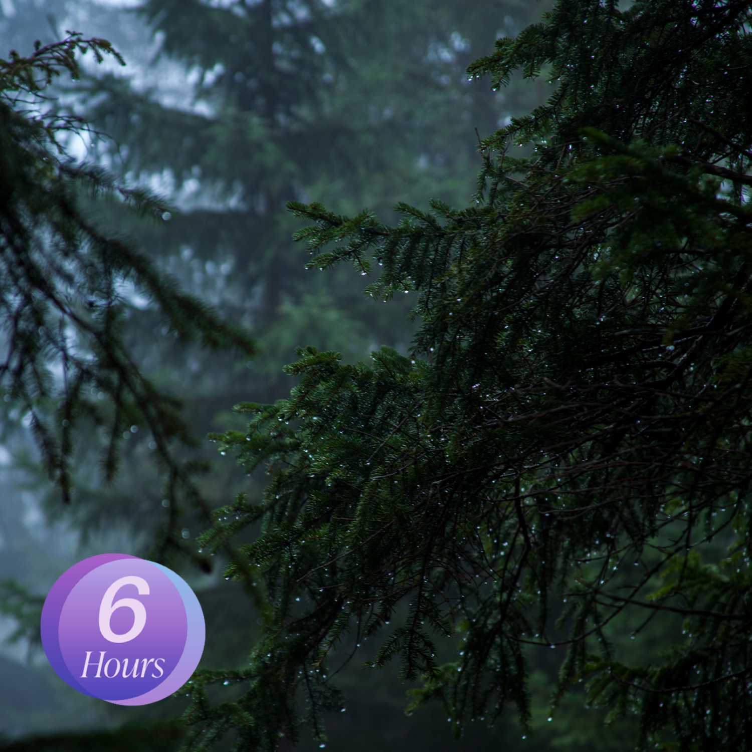 Forest Rain 6 Hours / Relaxing Sounds to Sleep, Study, Meditate