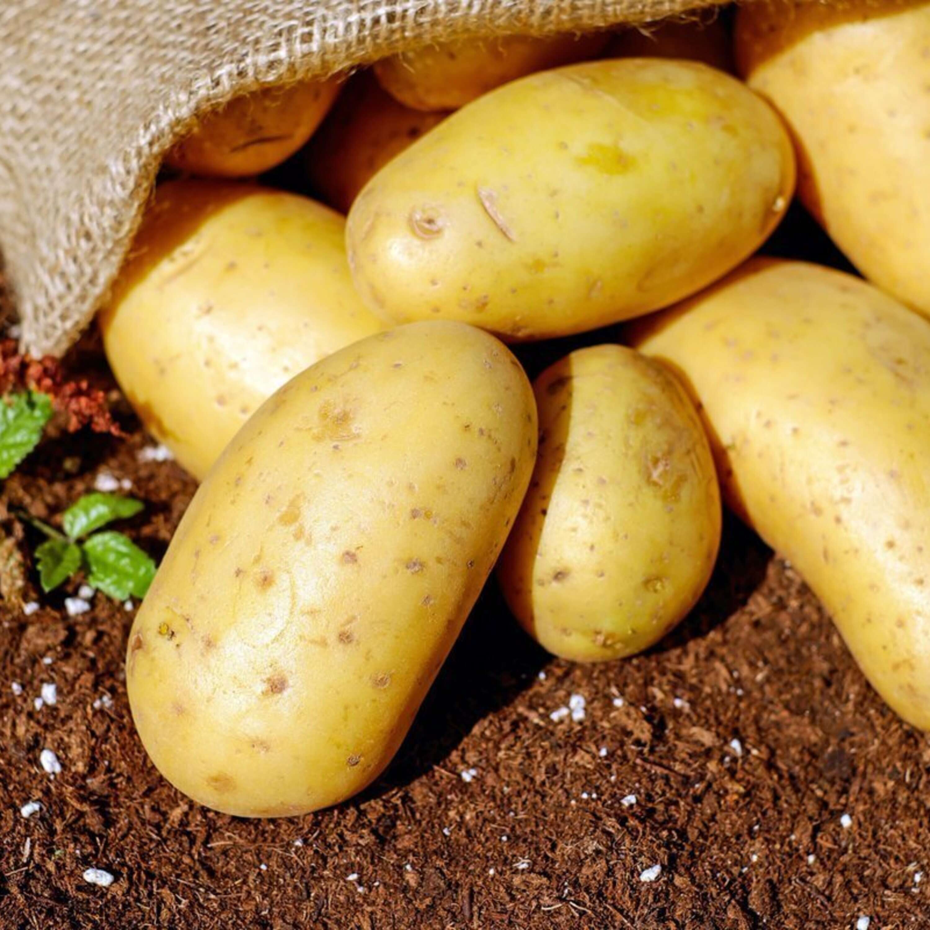 Reduced potato yields with 30% still to be harvested