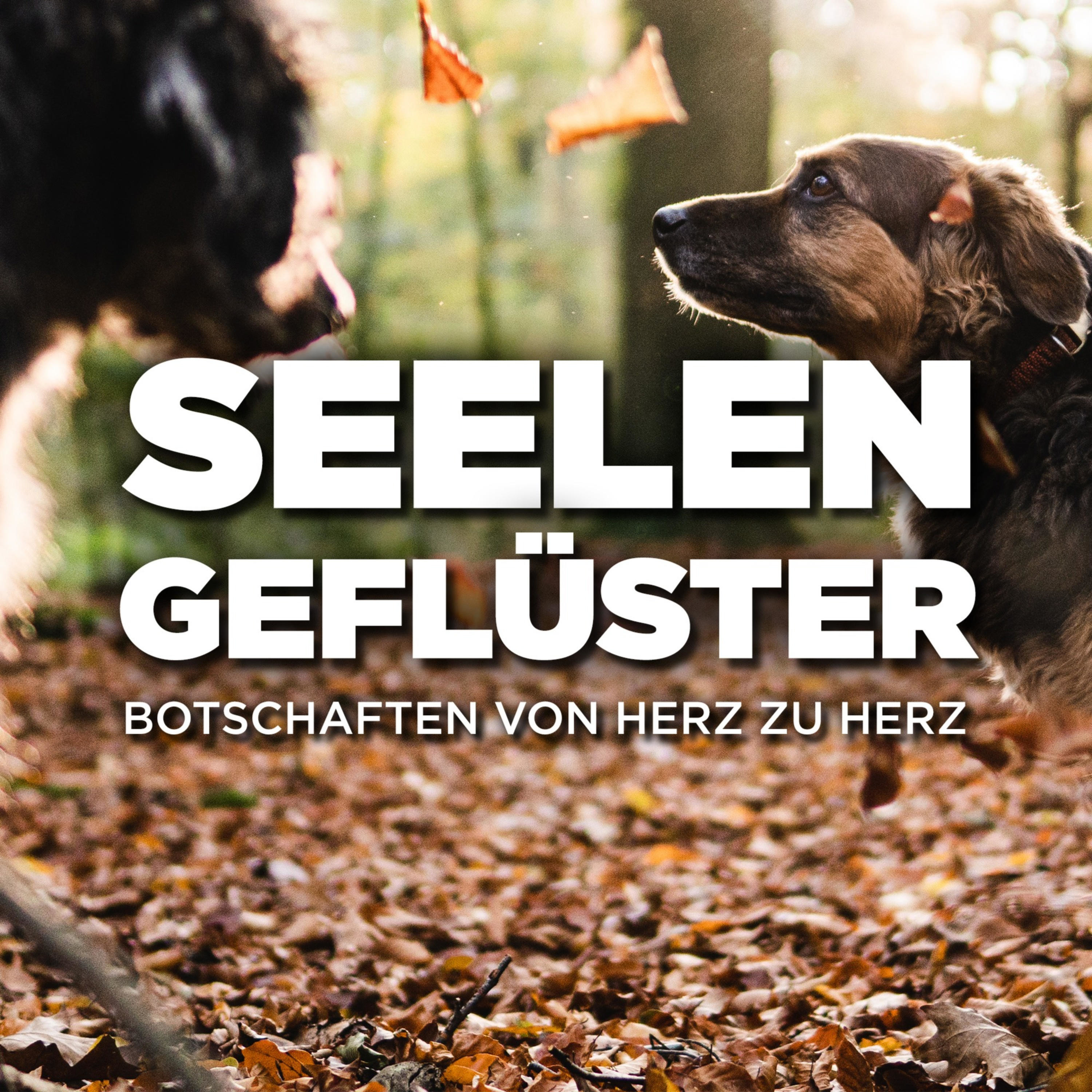 Seelengeflüster - Botschaften von Herz zu Herz 