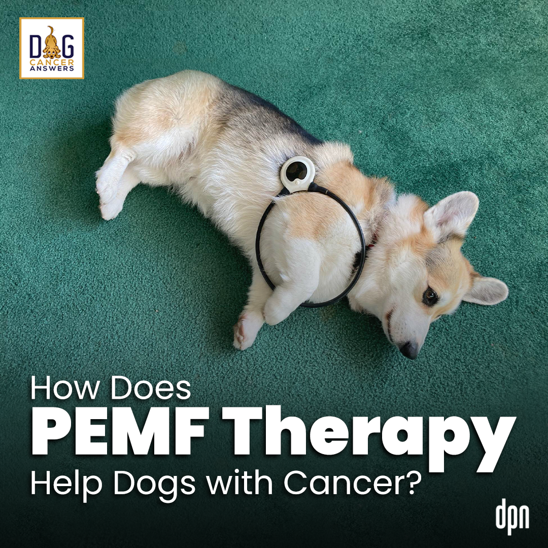 How Does PEMF Therapy Help Dogs with Cancer? | Dr. Erica Ancier