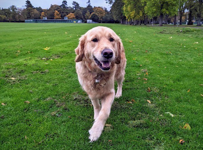 RNIB Scotland Paws In The Park