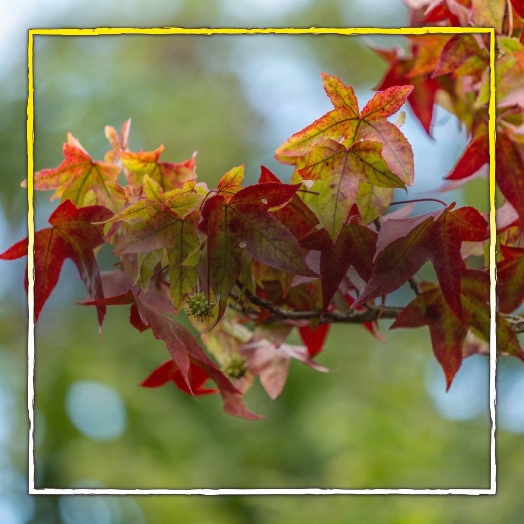 Herbstlaub macht den Boden besser