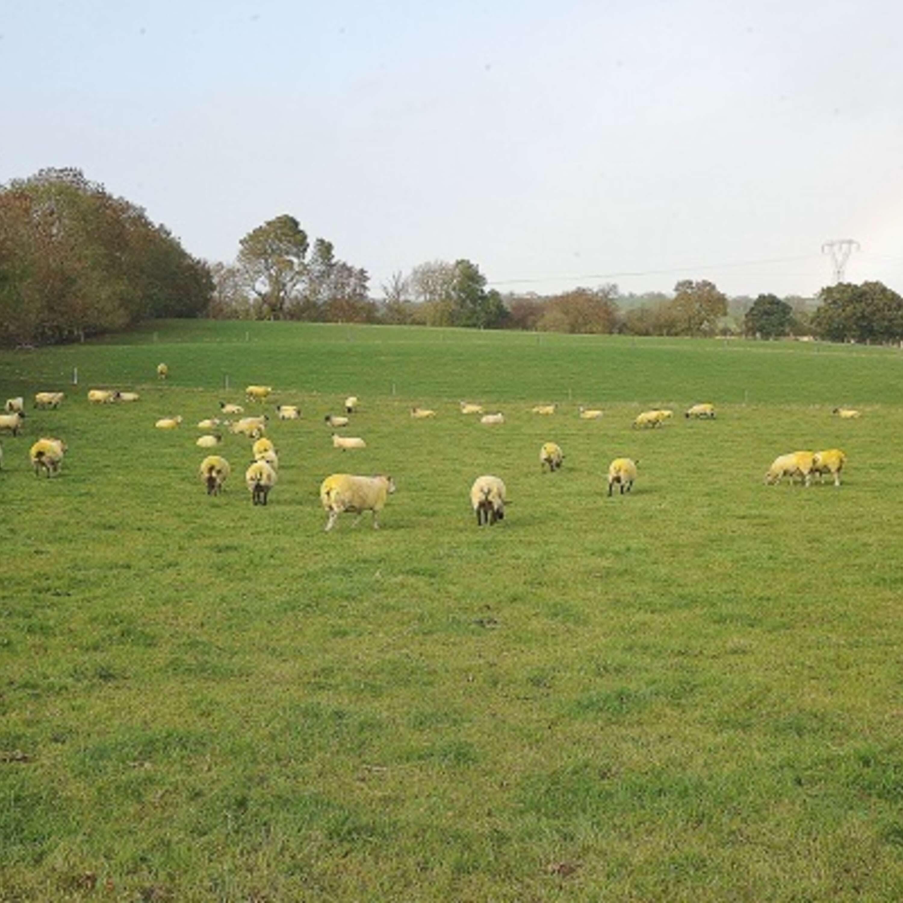 What you need to know about the new Sheep Improvement Scheme