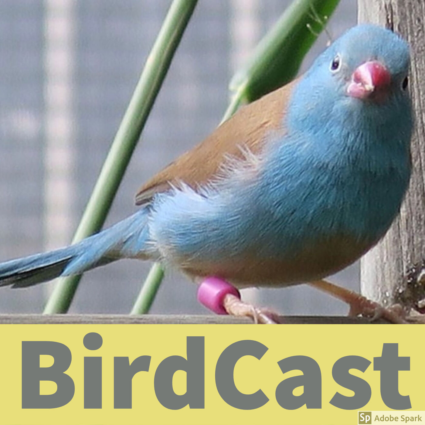 BirdCast 