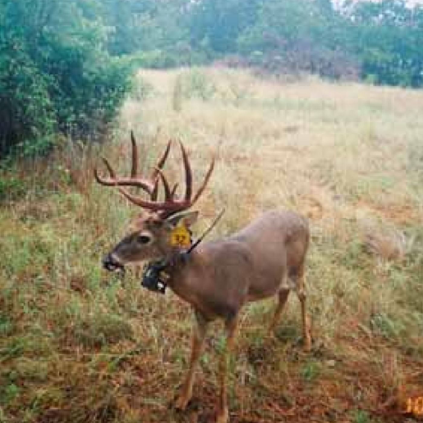 Studying the Impact of Hunting Pressure on Mature Bucks with Andy Little