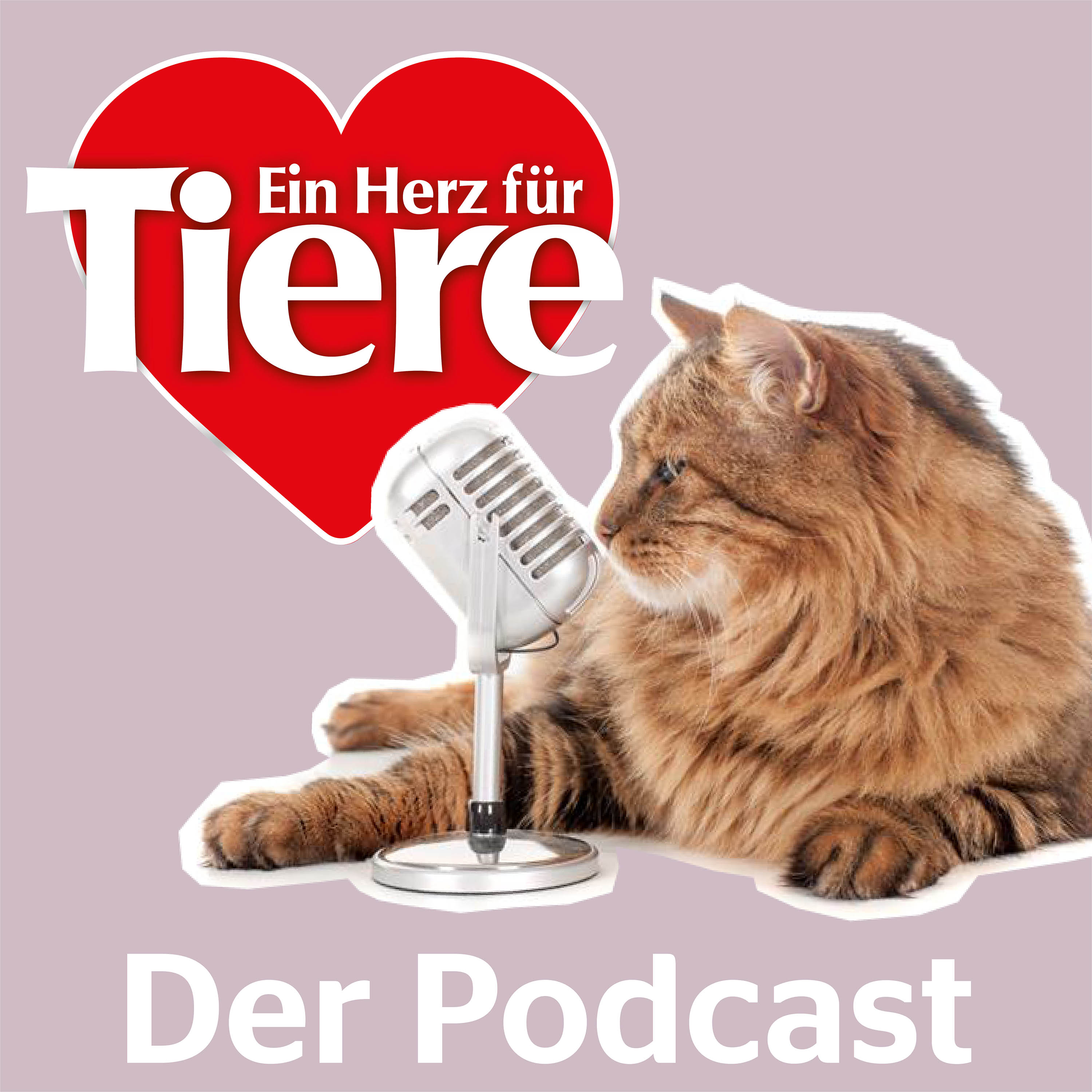 Episode 47: Magen-Darm Probleme bei Katzen