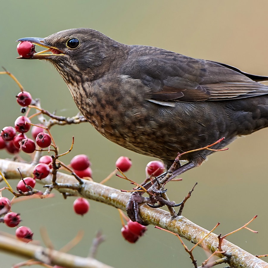 Wintergäste im Garten: So kommen Tiere gut durch den Winter