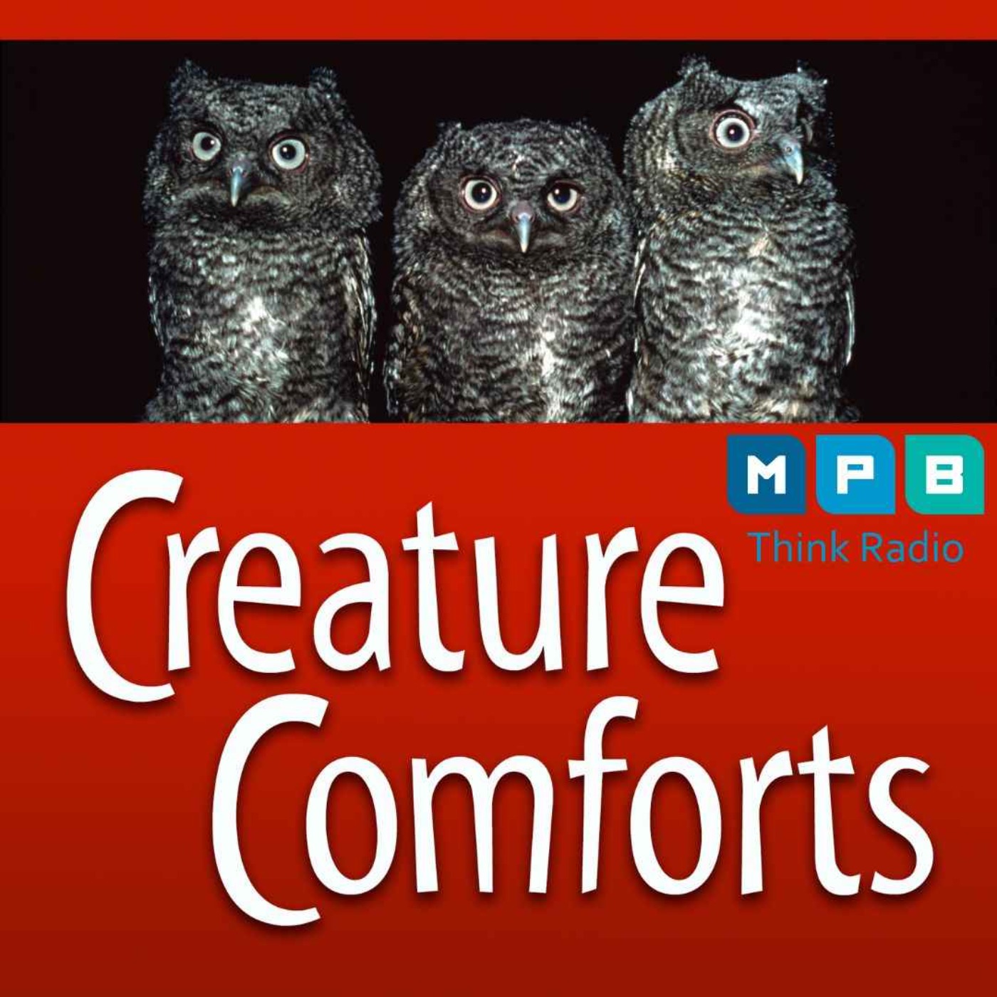 Creature Comforts | Owl Day