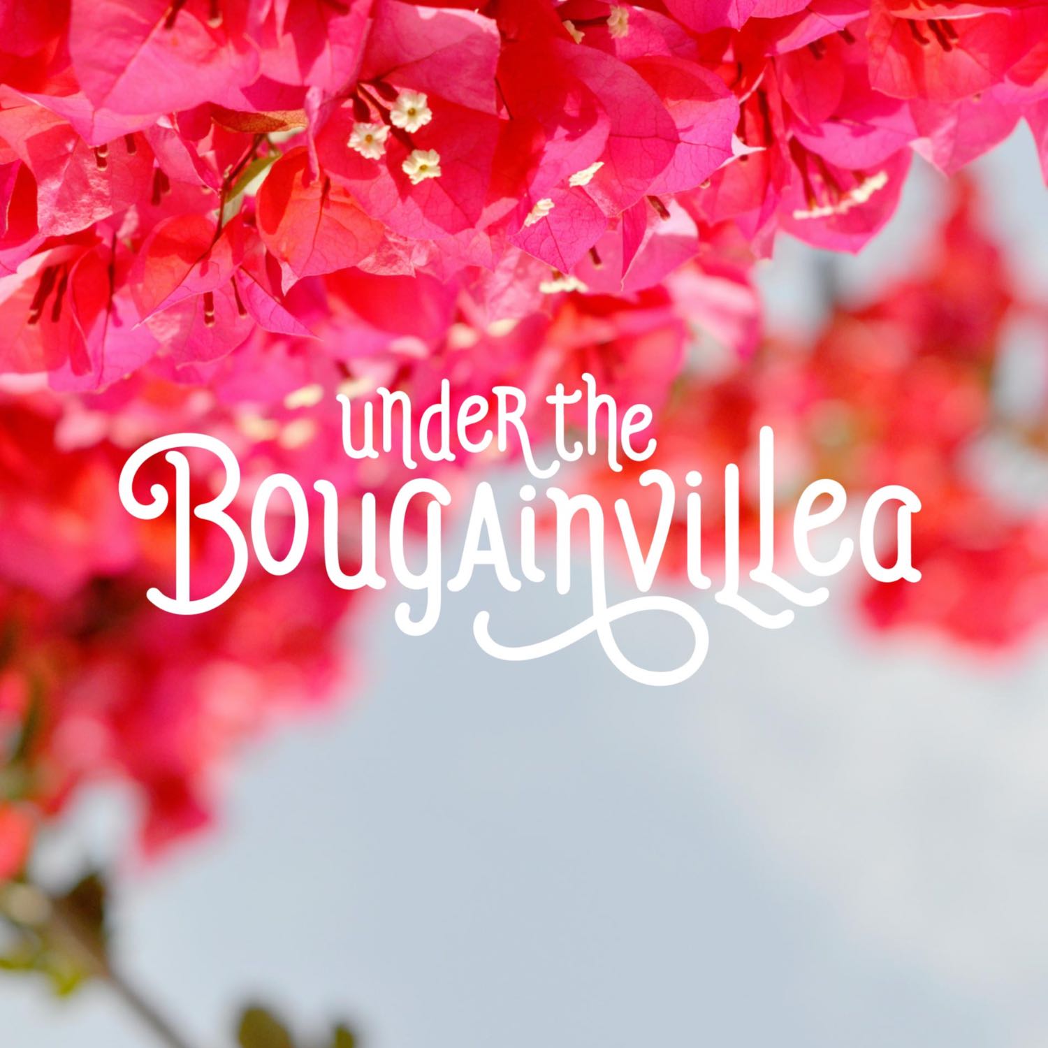 Under the Bougainvillea 