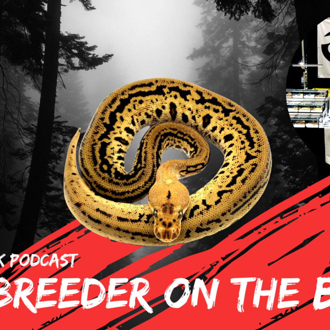 Marcus goes over his most exciting Ball Python productions of 2022 | The Trap Talk Podcast