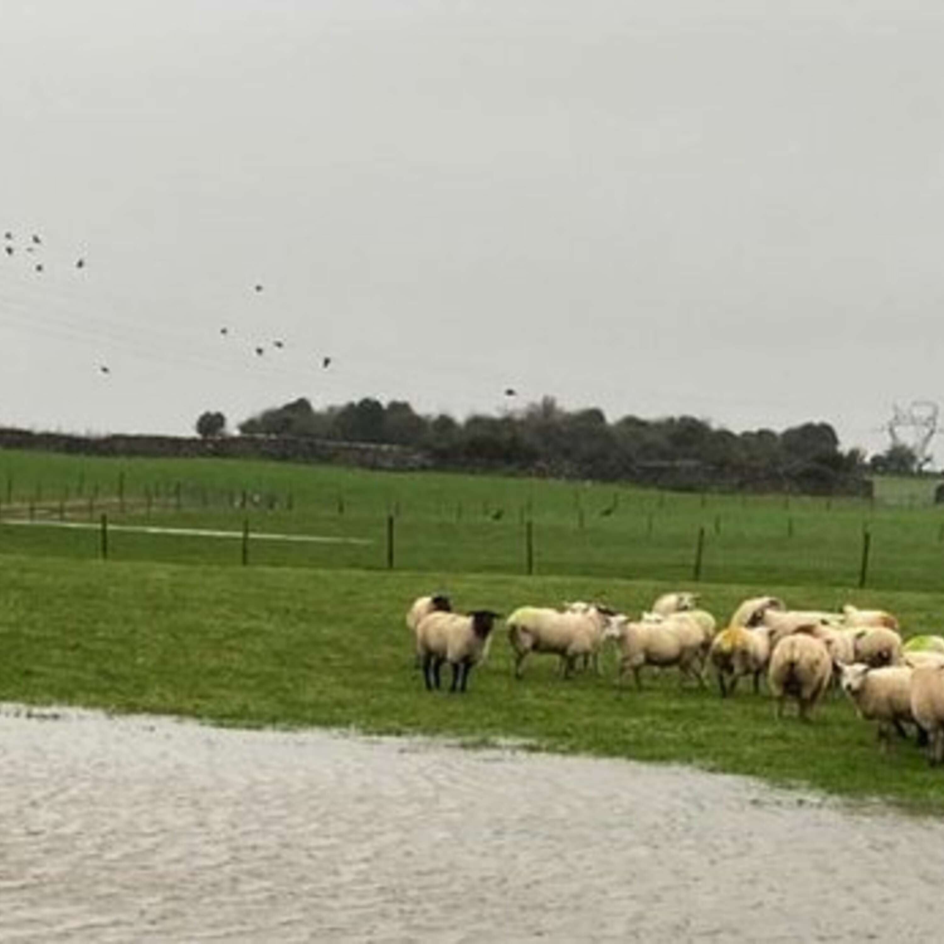 Assessing the fluke risk this winter