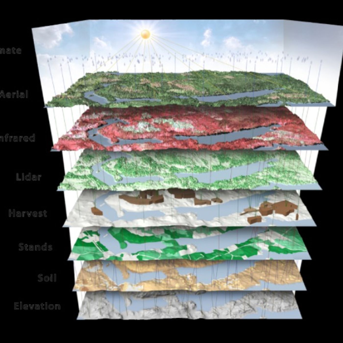 Collective Crunch - AI Leader in Forestry