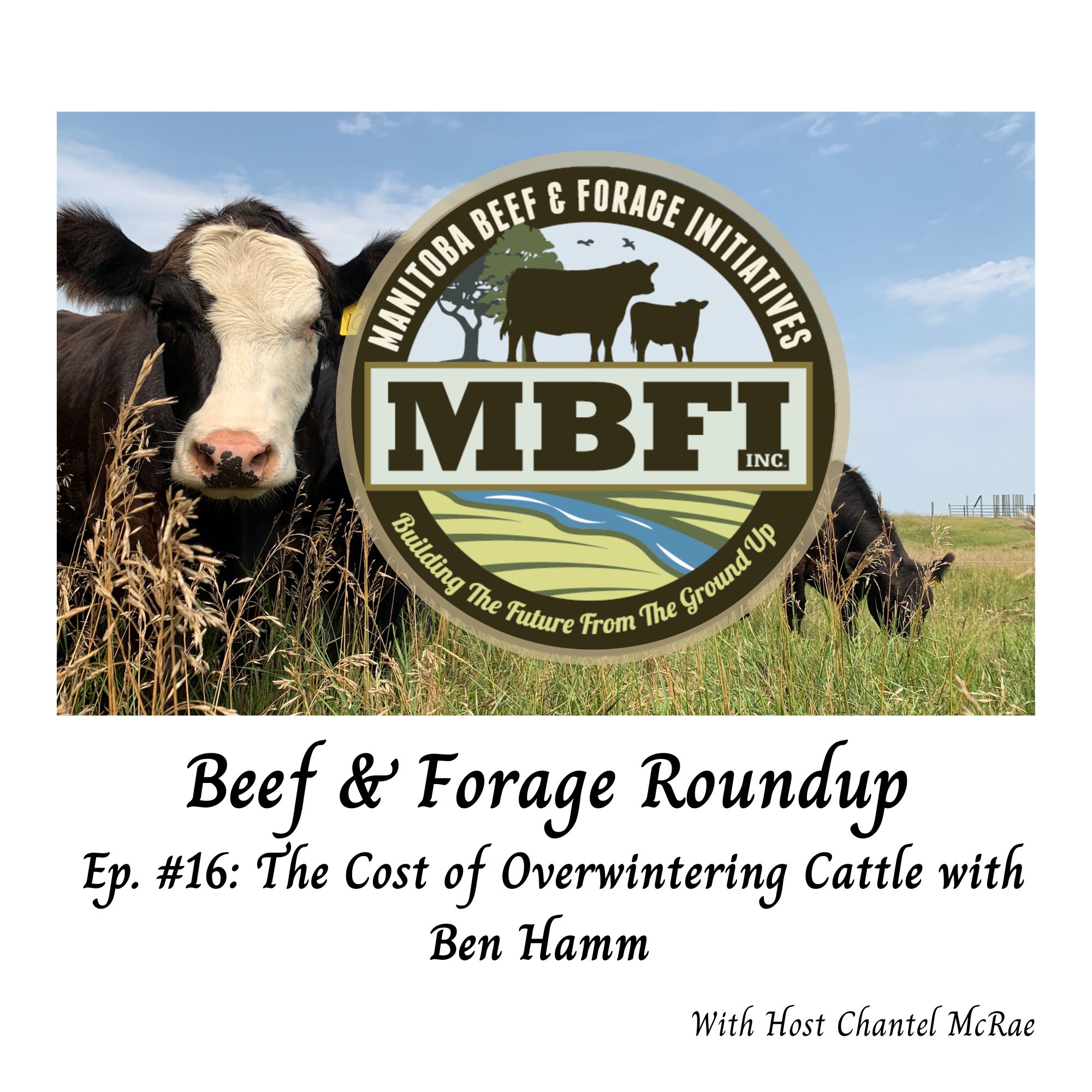 The Cost of Overwintering Cattle with Ben Hamm