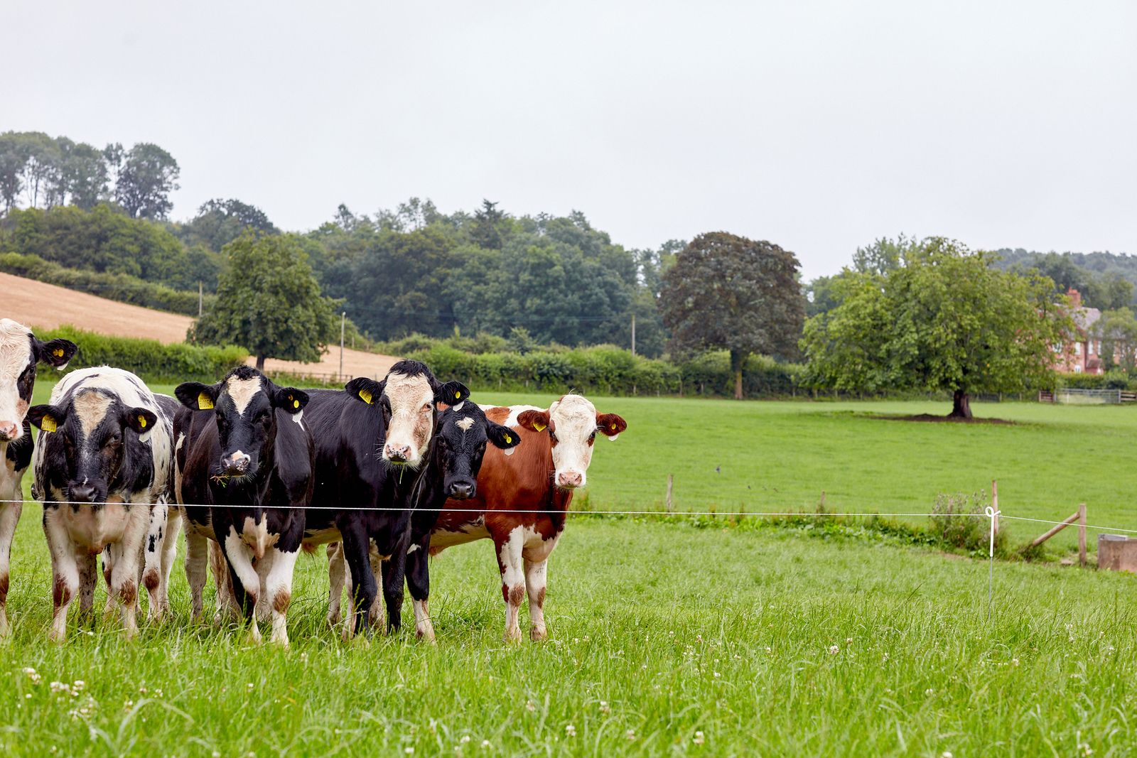 AHDB Beef & Lamb: Understanding regenerative farming