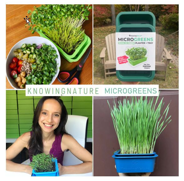 Better Lawns and Gardens - Hour 1 Growing Microgreens with Rachel Haber December 3, 2022