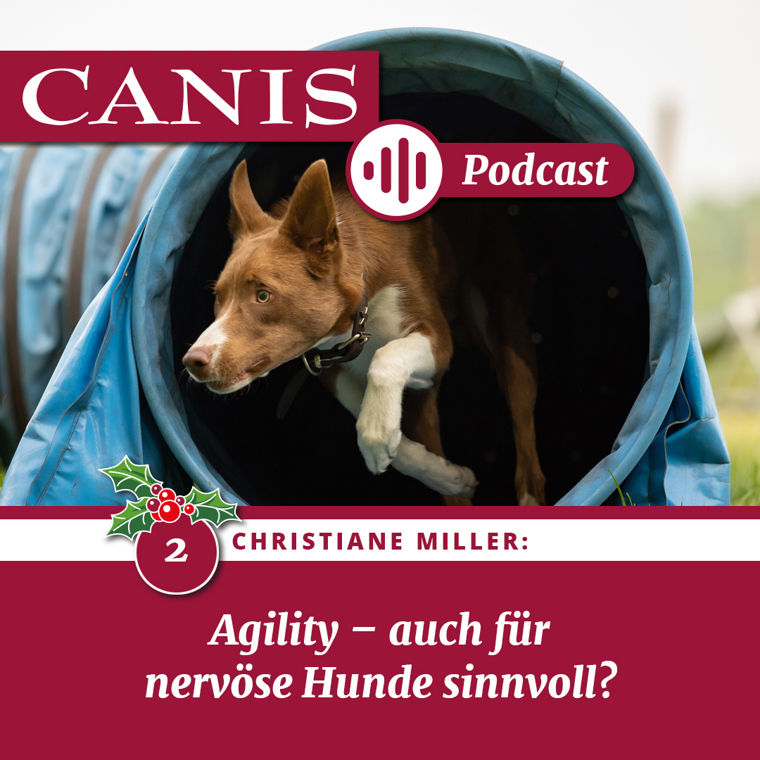 Agility – auch für nervöse Hunde sinnvoll?