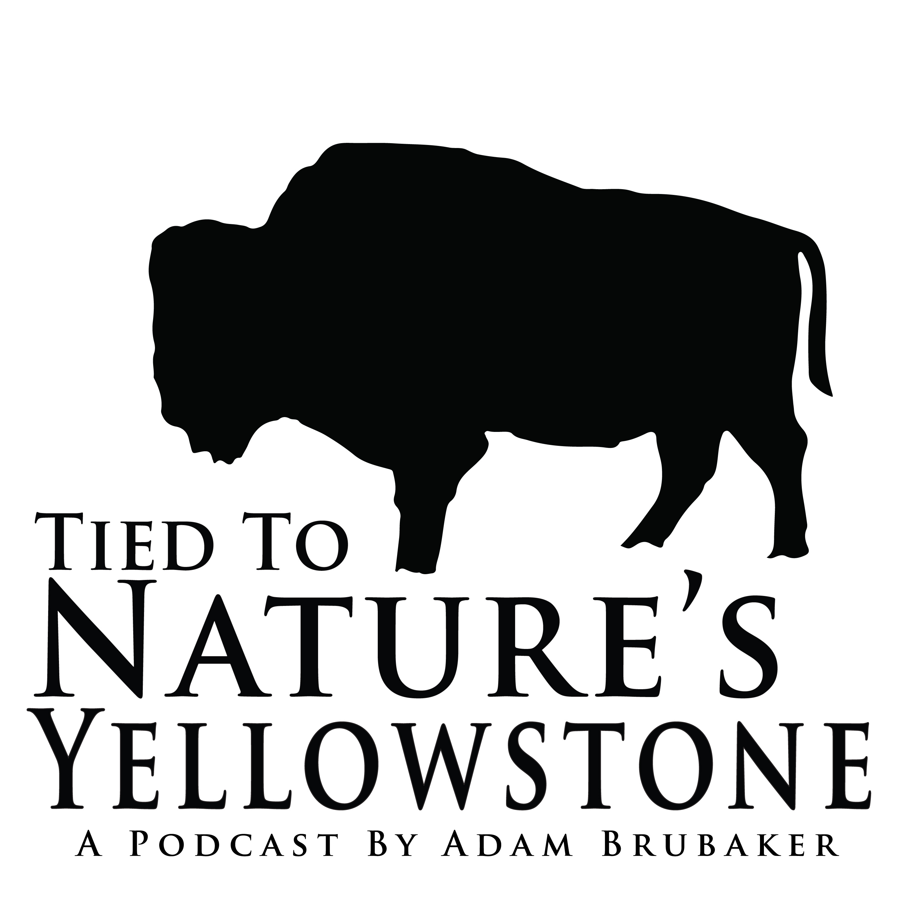 Tied To Nature's Yellowstone 