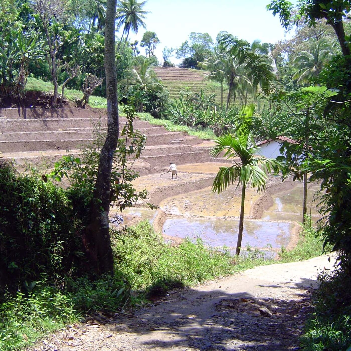 Unseq. No. 5a: The Paddy Lands of the Kandy District (2005)