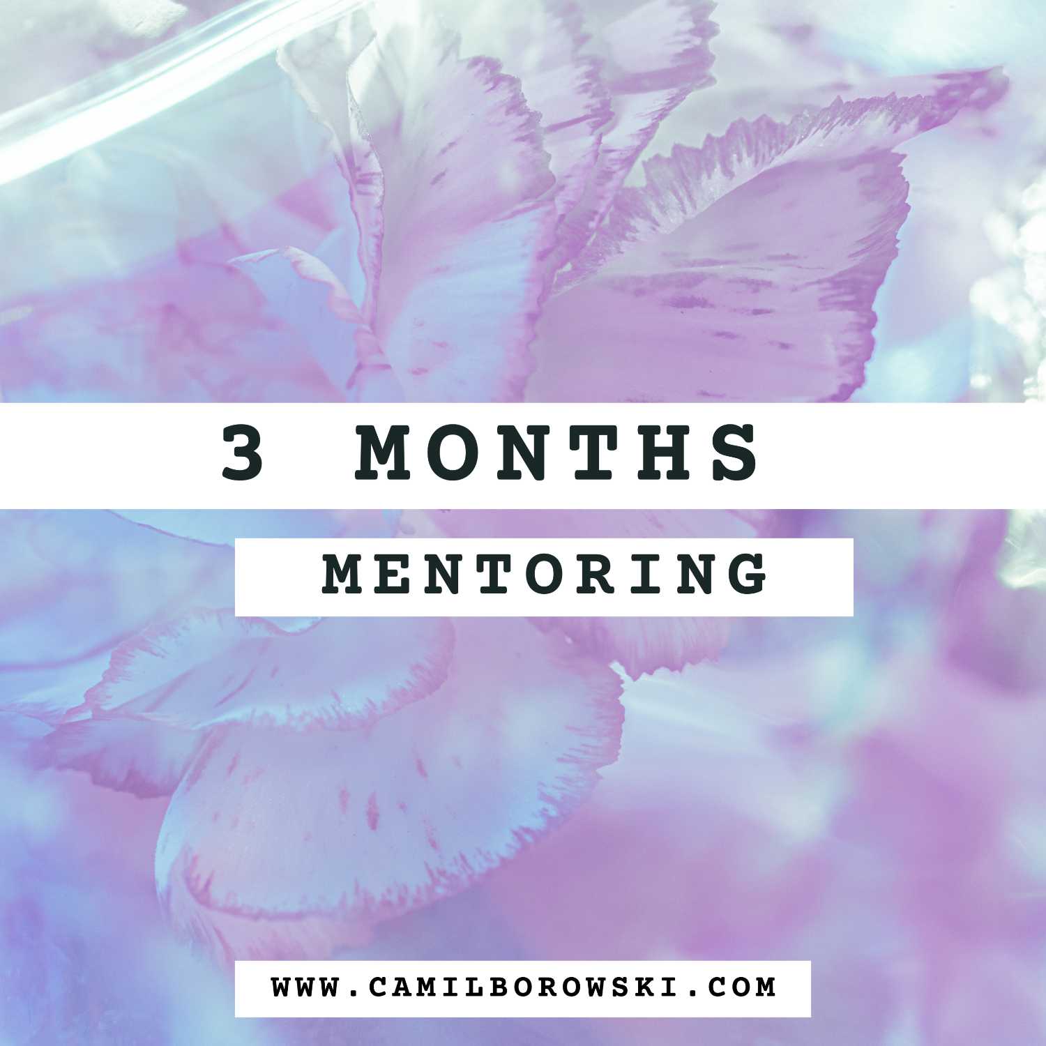 (premium) 3 month mentoring offer! 