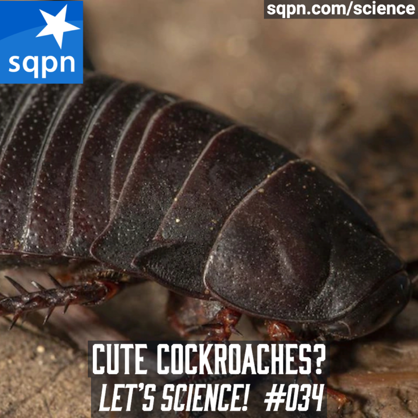 Cute Cockroaches?