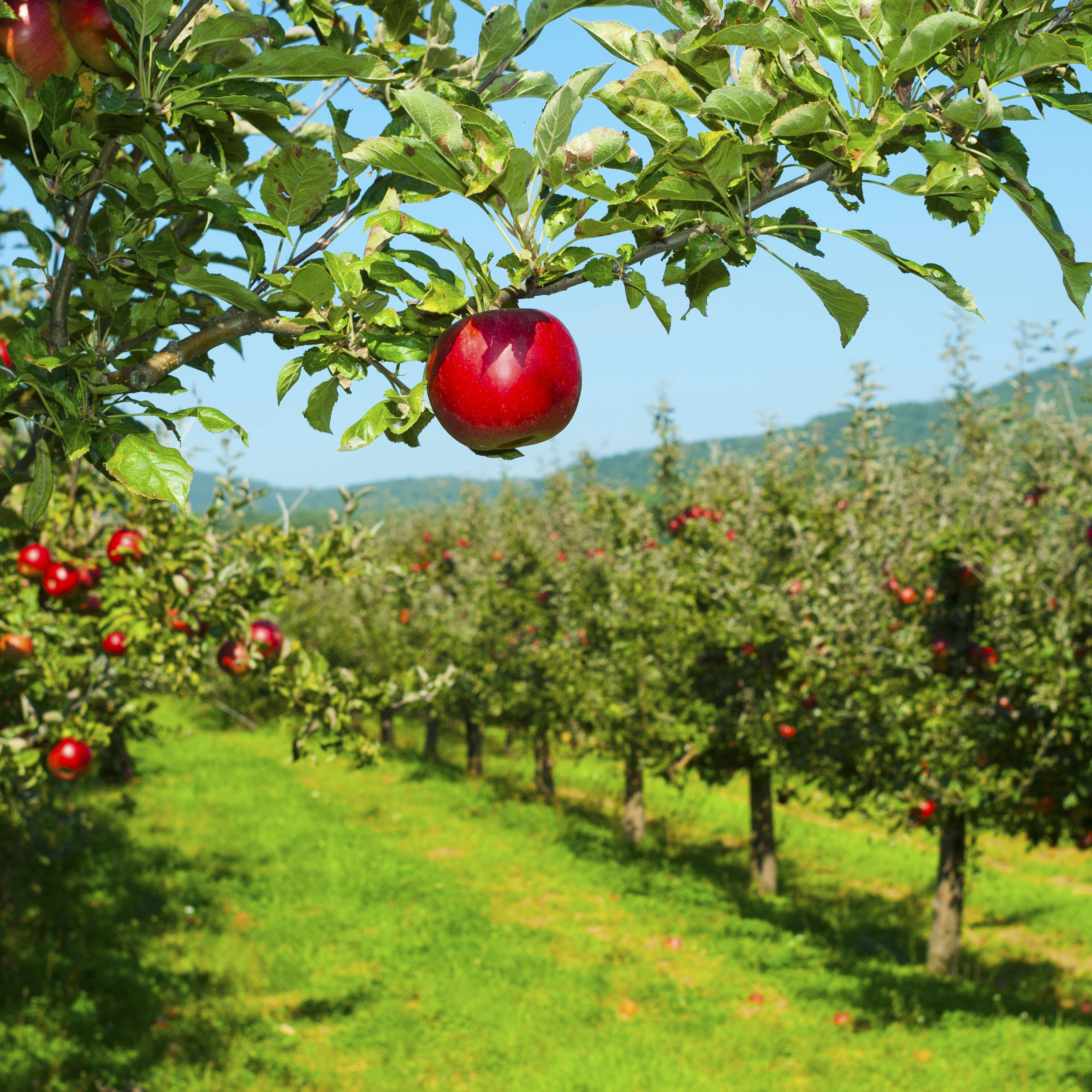 The Torah Orchard- fascinating Halacha 