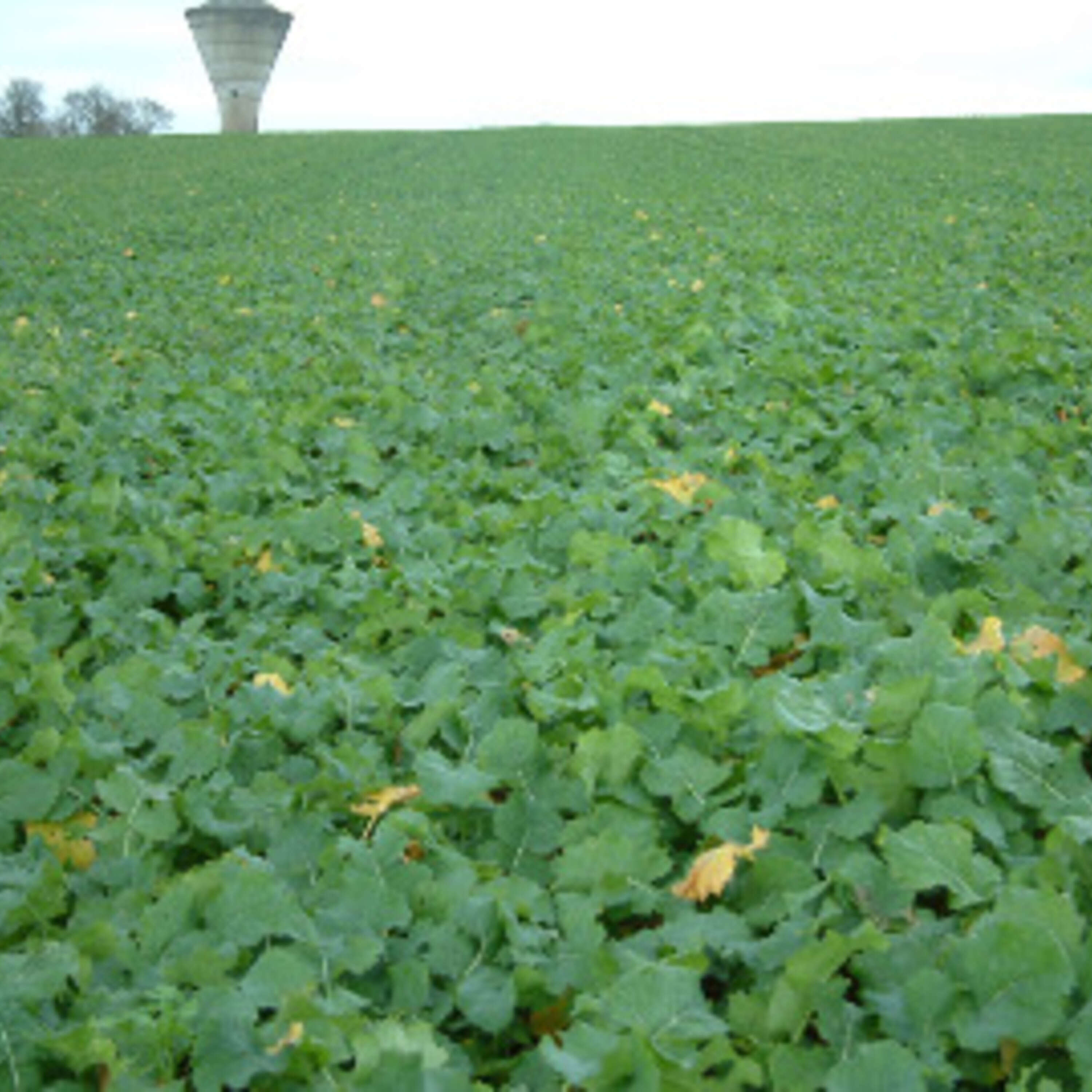 Disease Control in Winter Barley