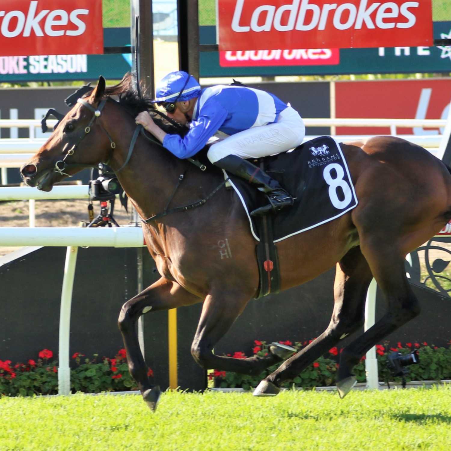 Stradbroke Handicap Day Preview