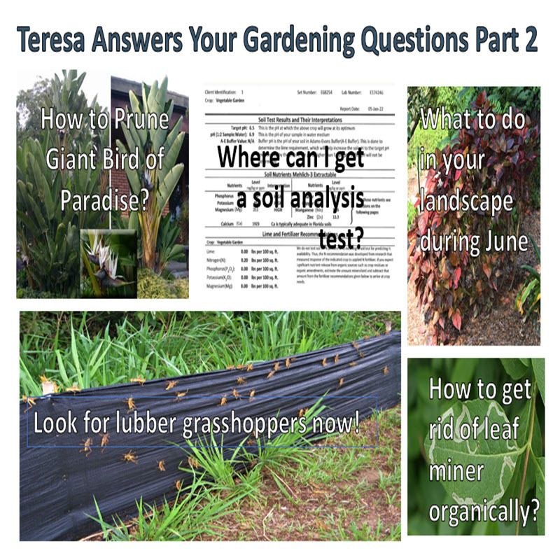 Better Lawns and Gardens - Hour 2 Teresa Answers Your Gardening Questions Part 2 June 10, 2023