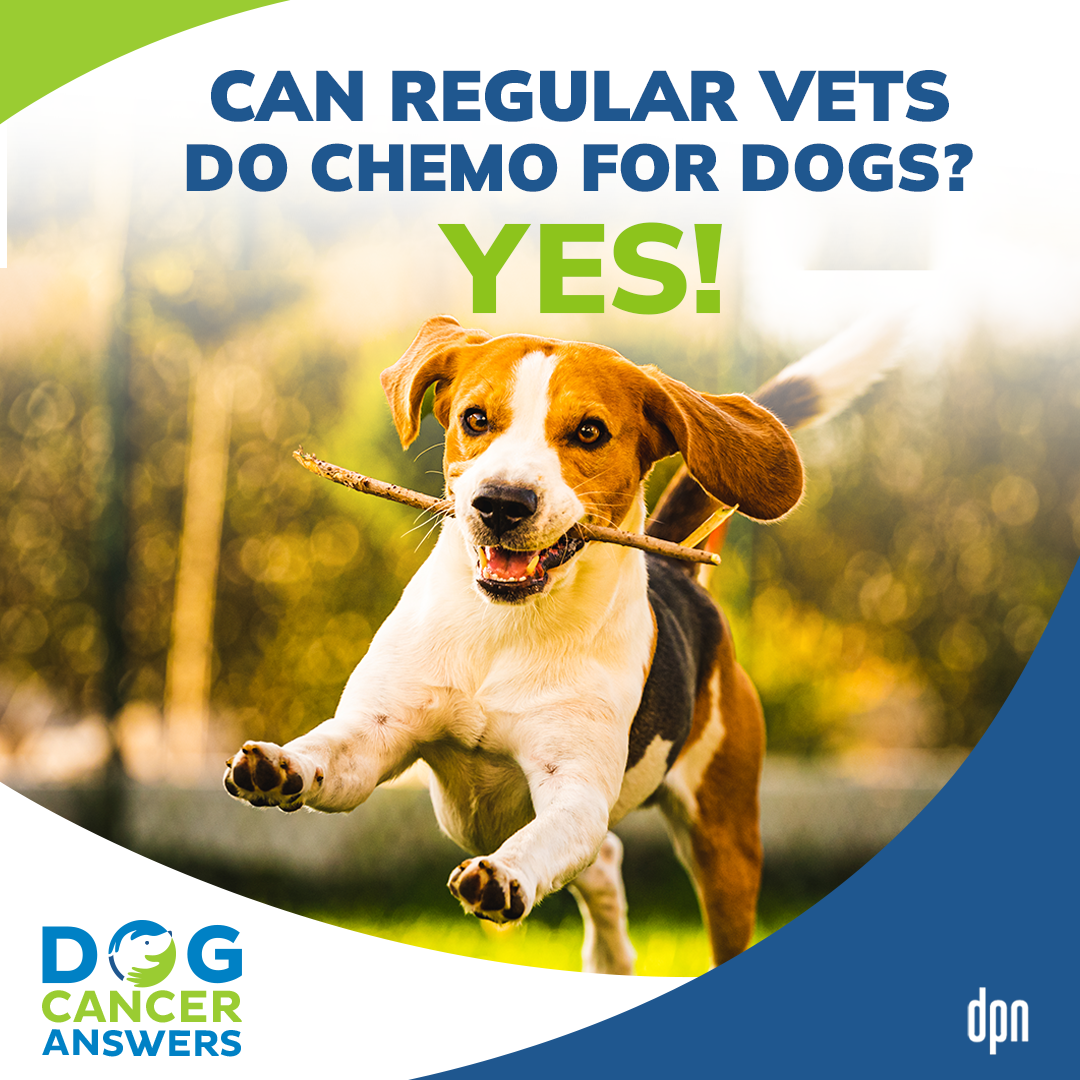 Can Regular Vets Do Chemo for Dogs? Yes! | Dr. Kristen Lester