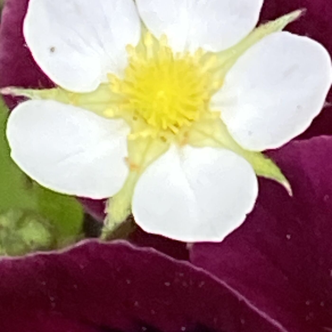 Where do we find PEACE?