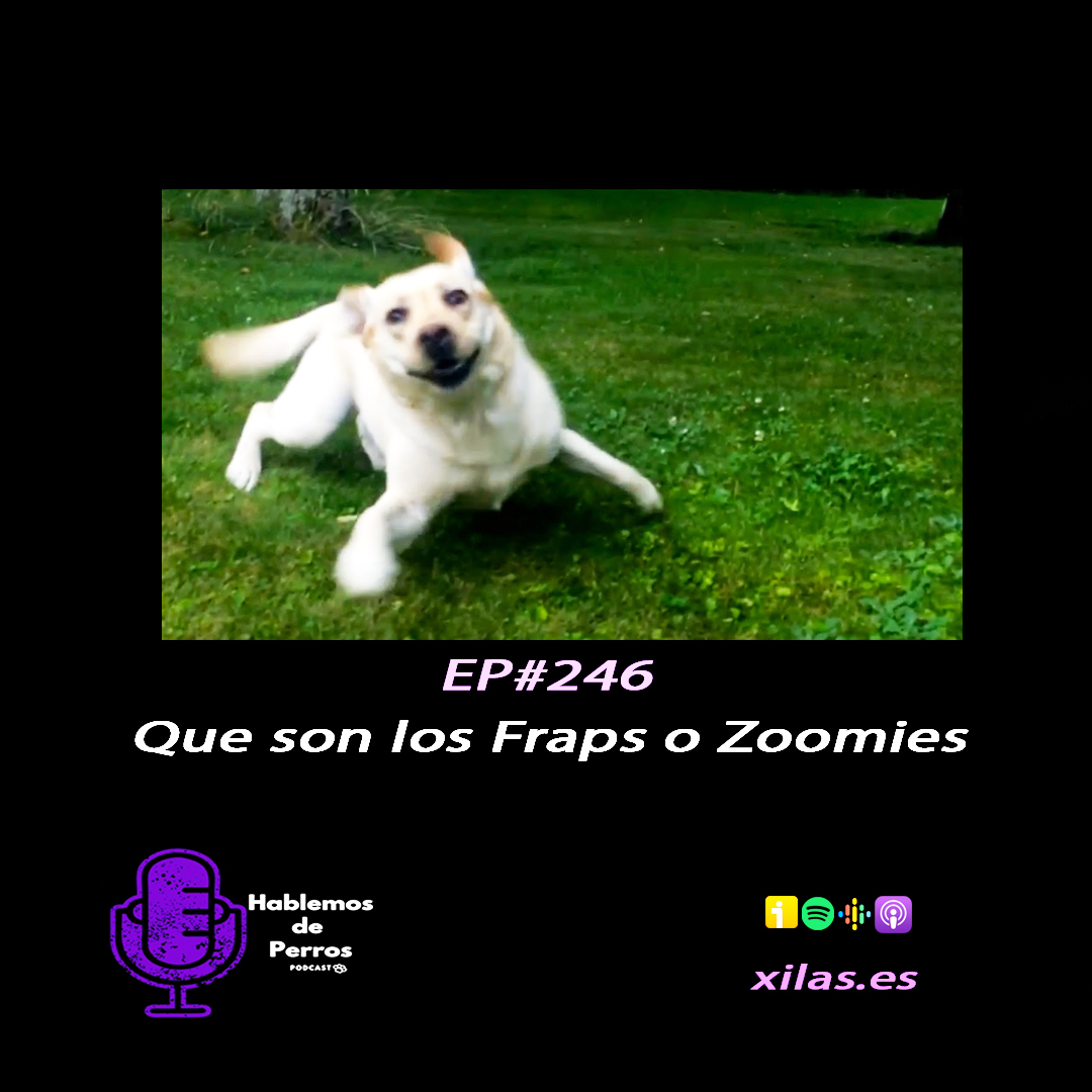 Episodio #246: Qué son los fraps o zoomies