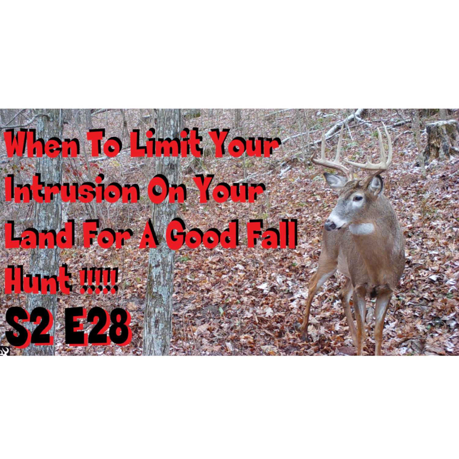 When to limit your intrusion on your land for a good fall hunt  s2e28